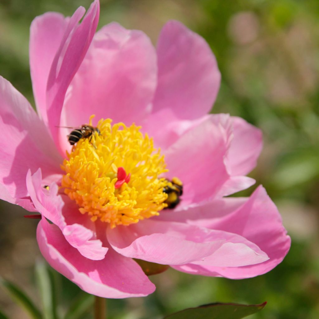 Paeonia lactiflora Nymphe