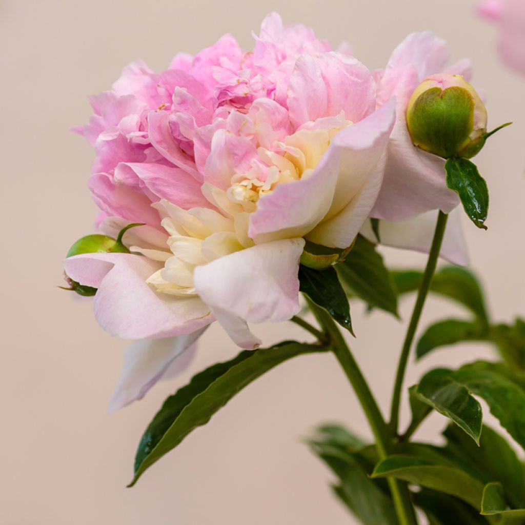 Paeonia lactiflora Raspberry Sunday