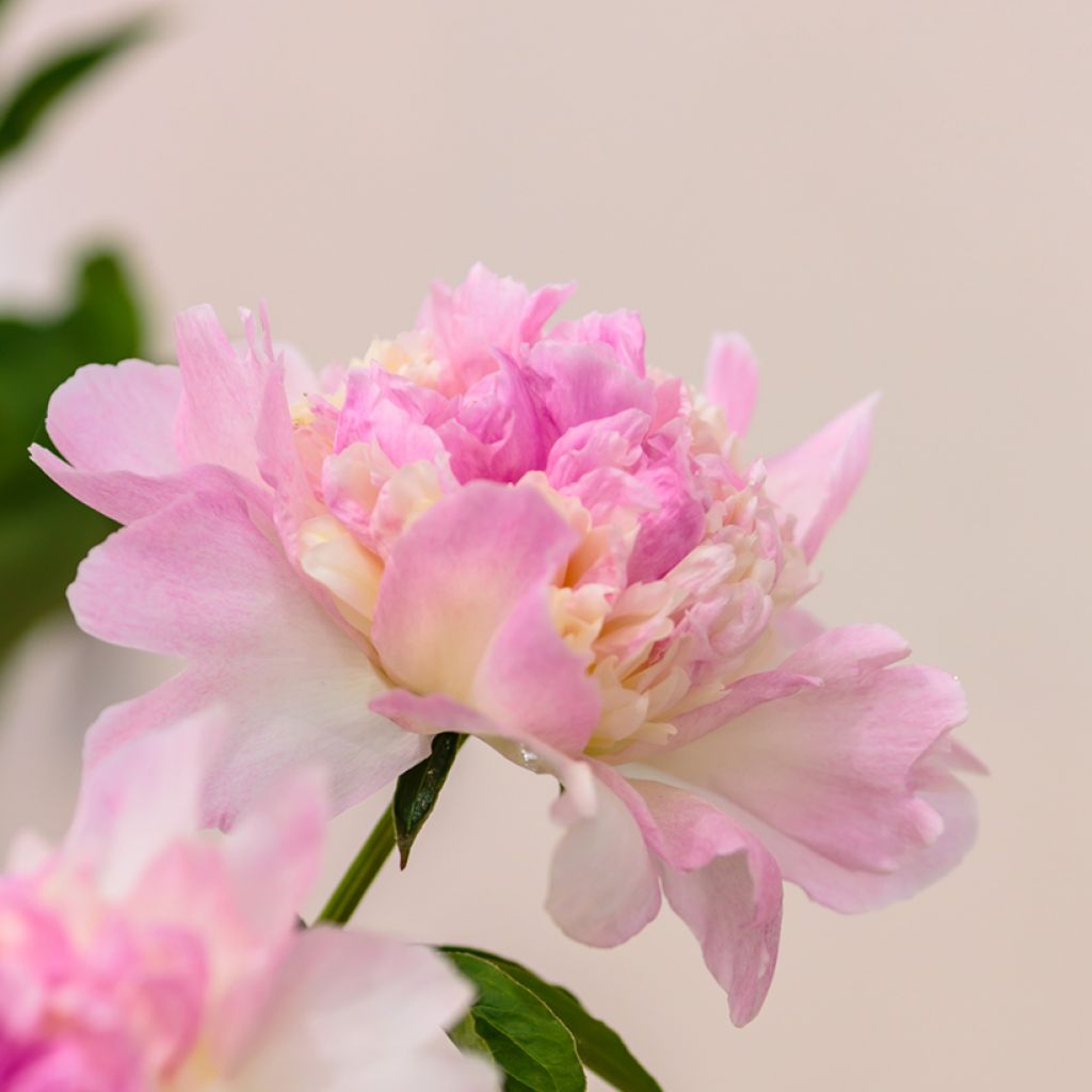 Paeonia lactiflora Raspberry Sunday