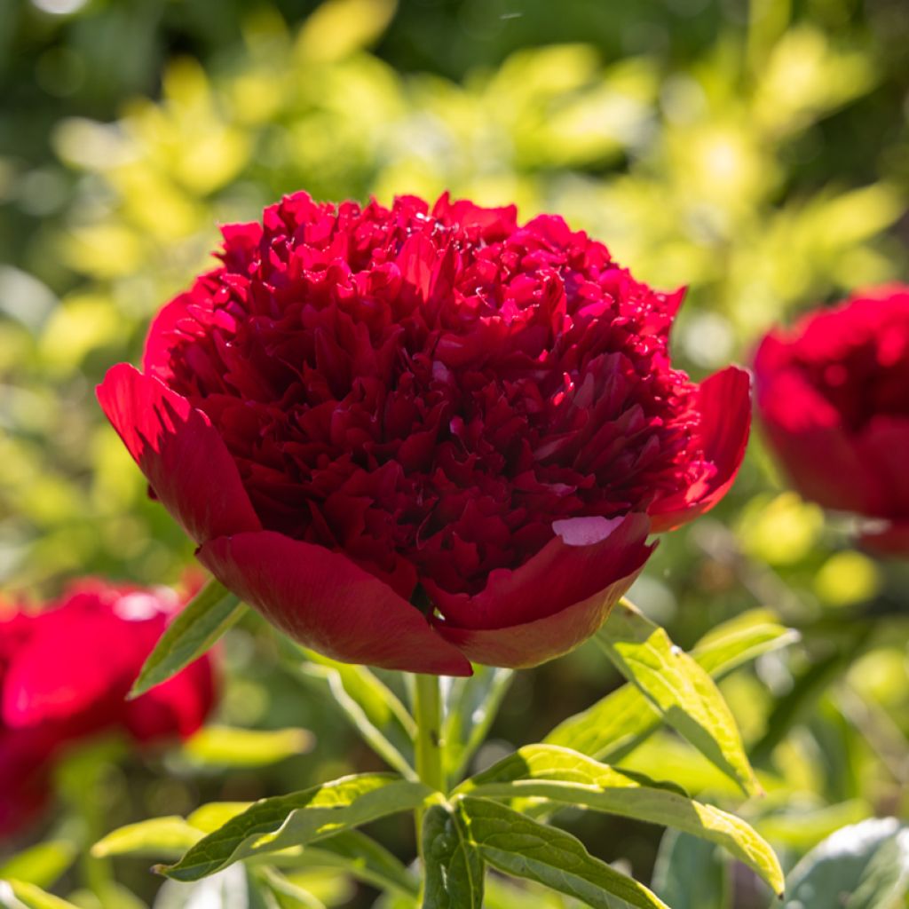 Paeonia lactiflora Red Charm