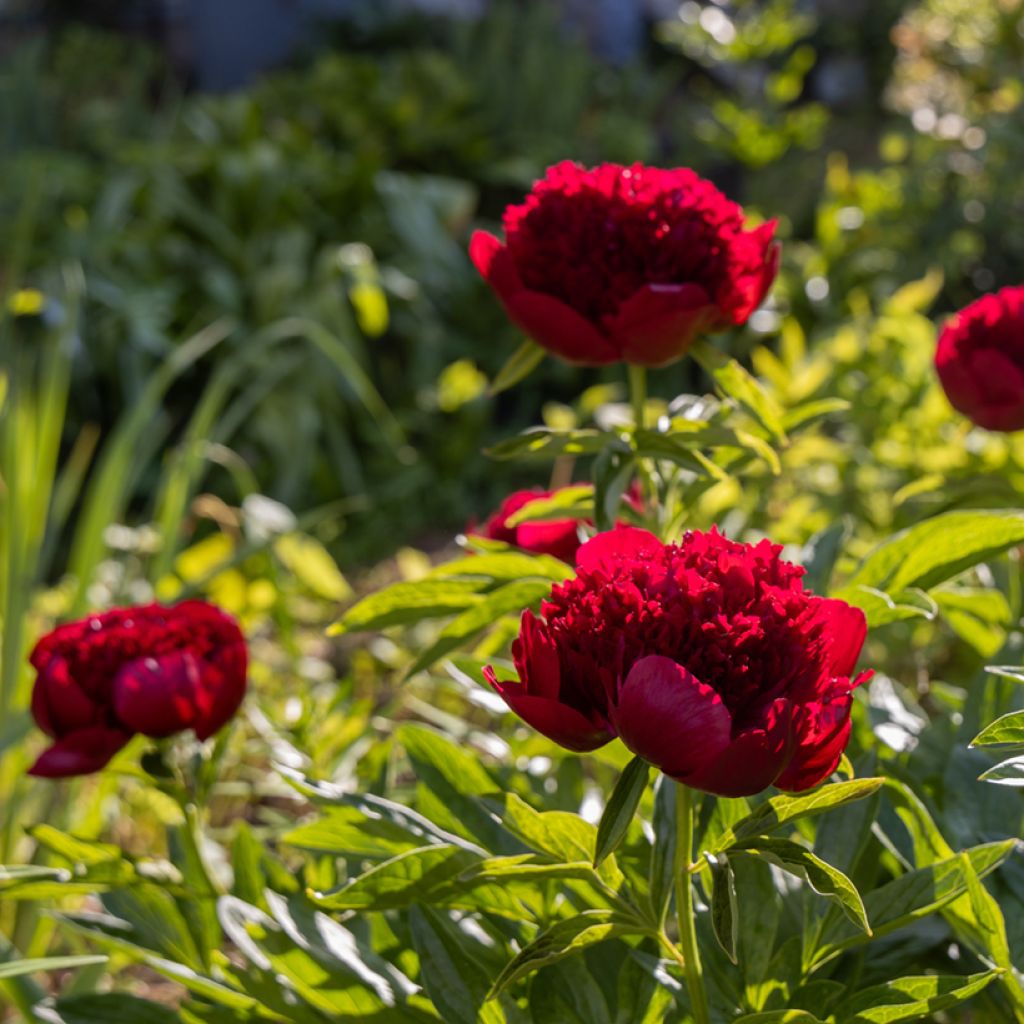 Paeonia lactiflora Red Charm