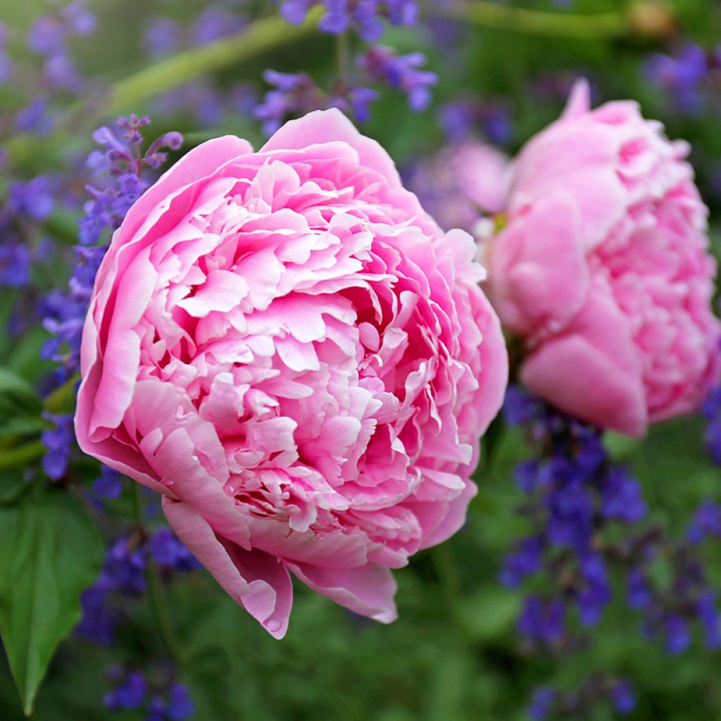 Paeonia lactiflora Sarah Bernhardt