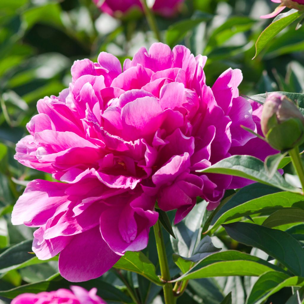 Paeonia lactiflora Sarah Bernhardt