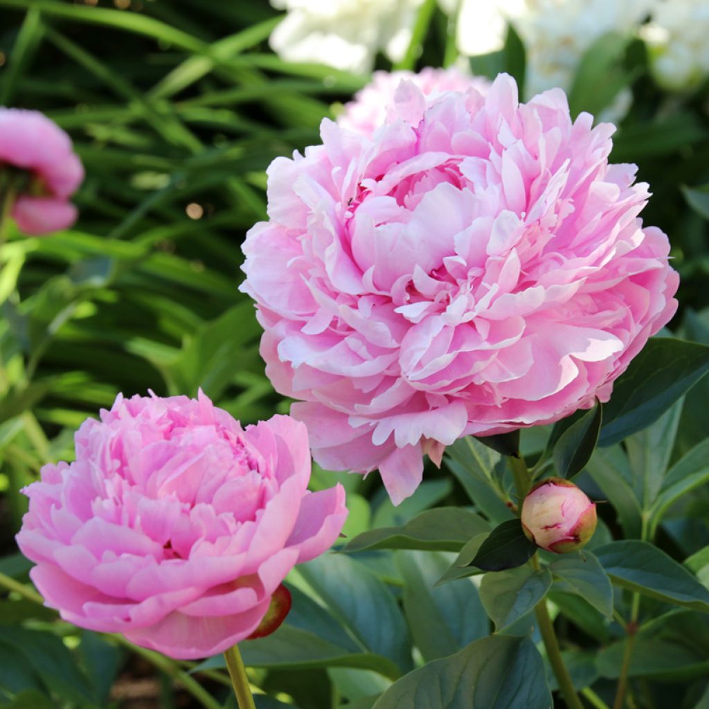 Paeonia lactiflora Sarah Bernhardt