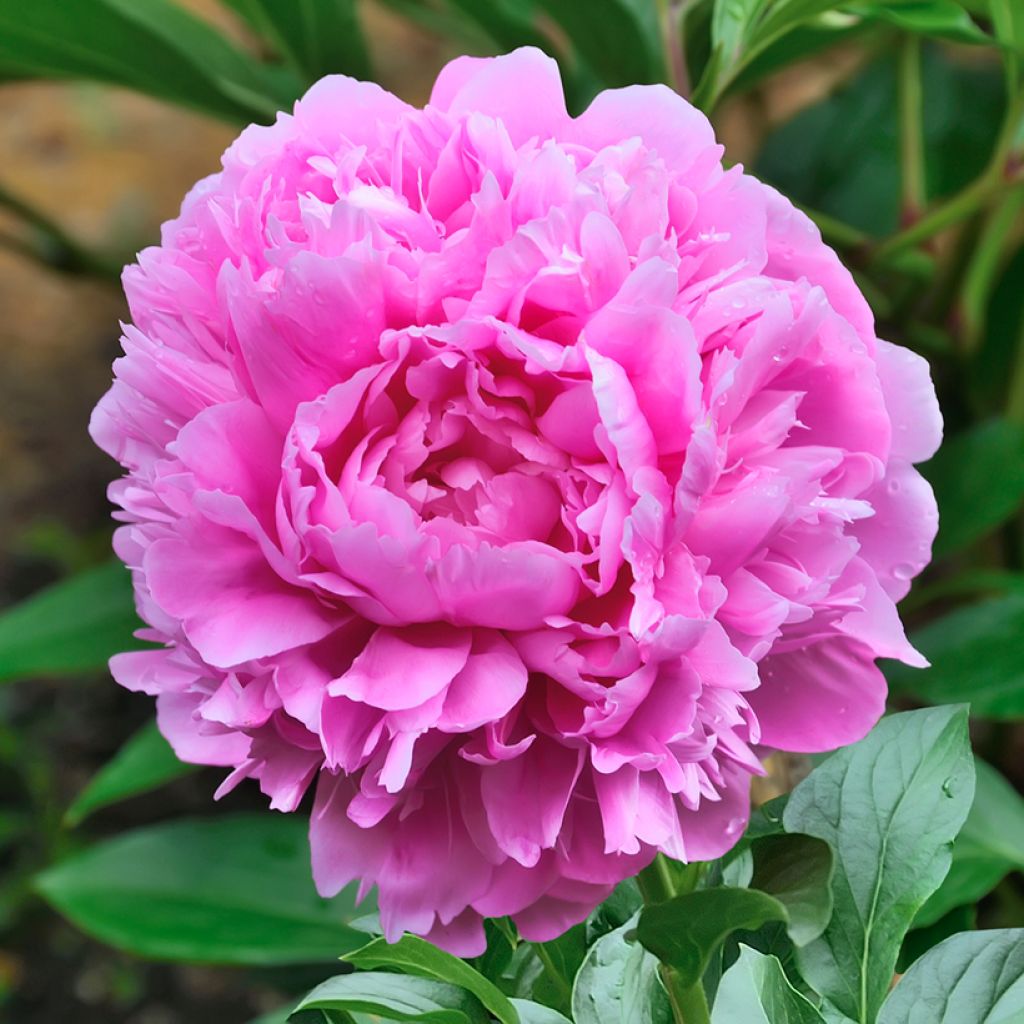 Paeonia lactiflora Sarah Bernhardt