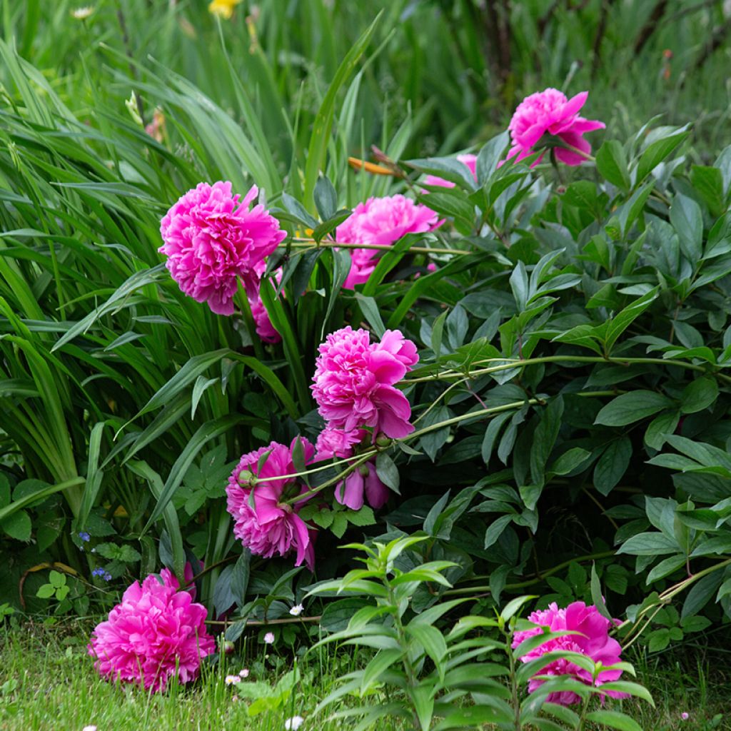 Paeonia lactiflora Sarah Bernhardt