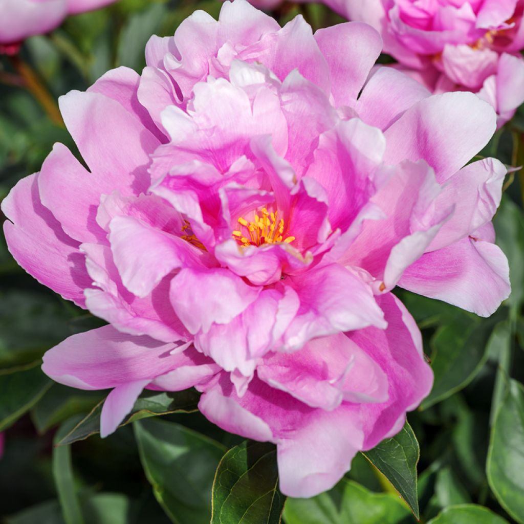 Paeonia lactiflora Sea Shell