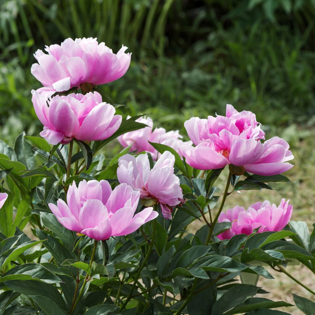 Paeonia lactiflora Sea Shell