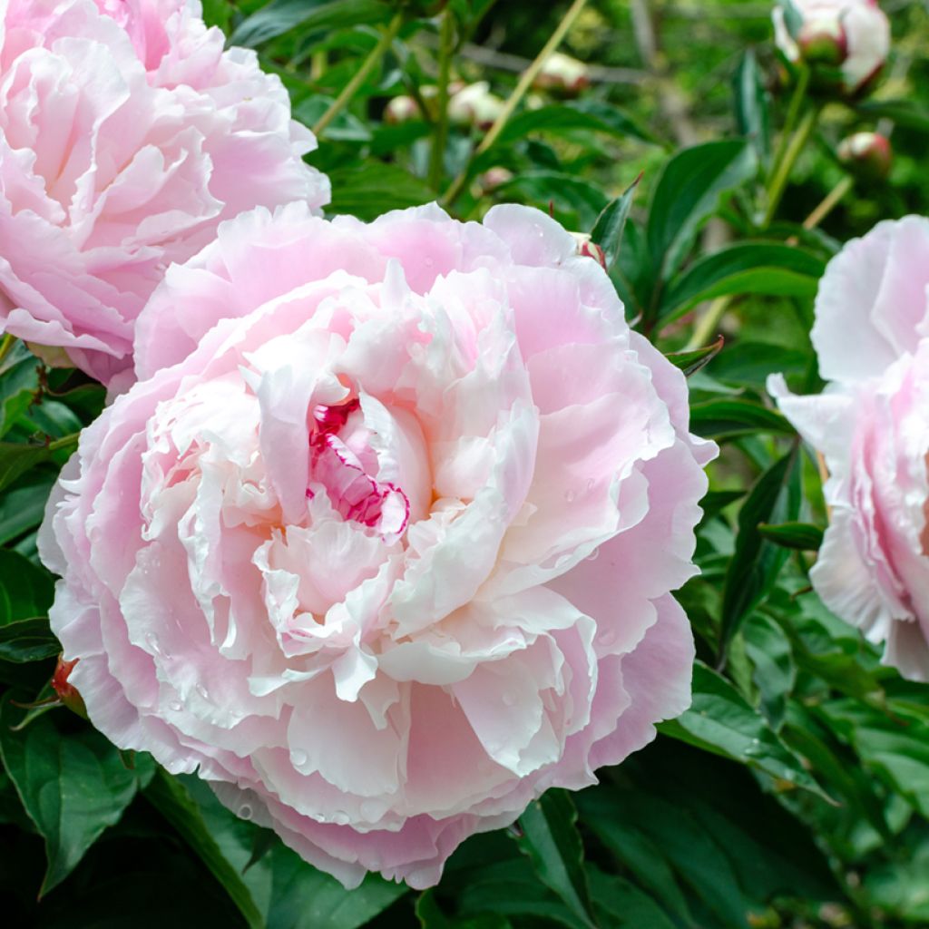 Paeonia lactiflora Shirley Temple