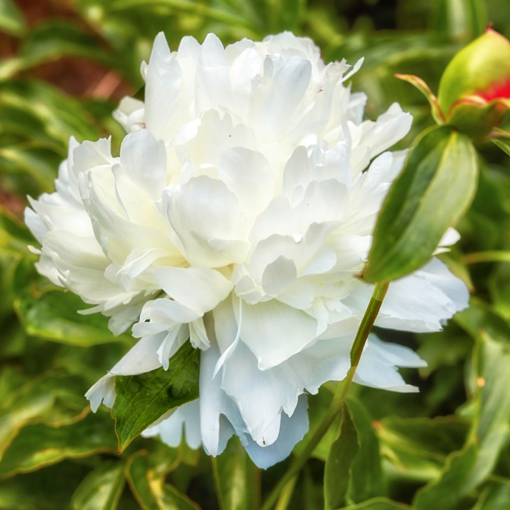 Paeonia lactiflora Shirley Temple