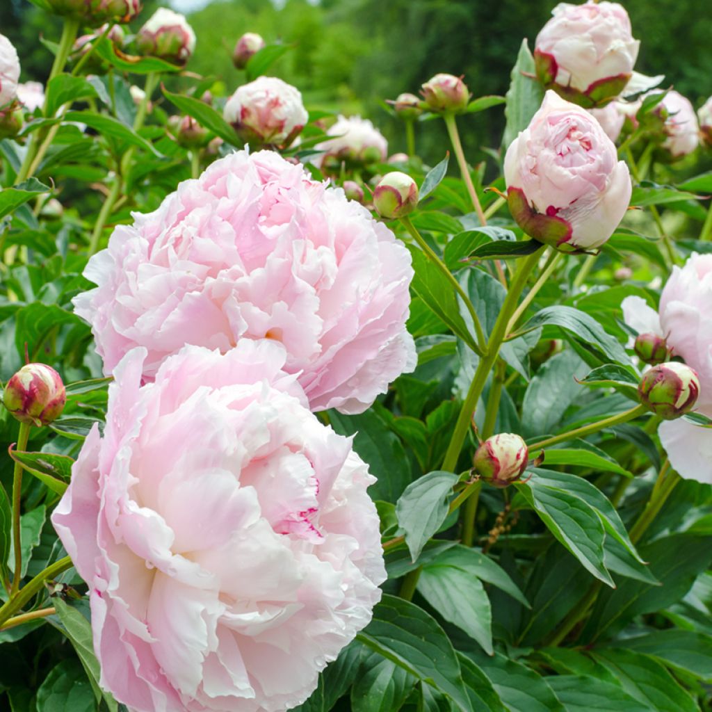 Paeonia lactiflora Shirley Temple