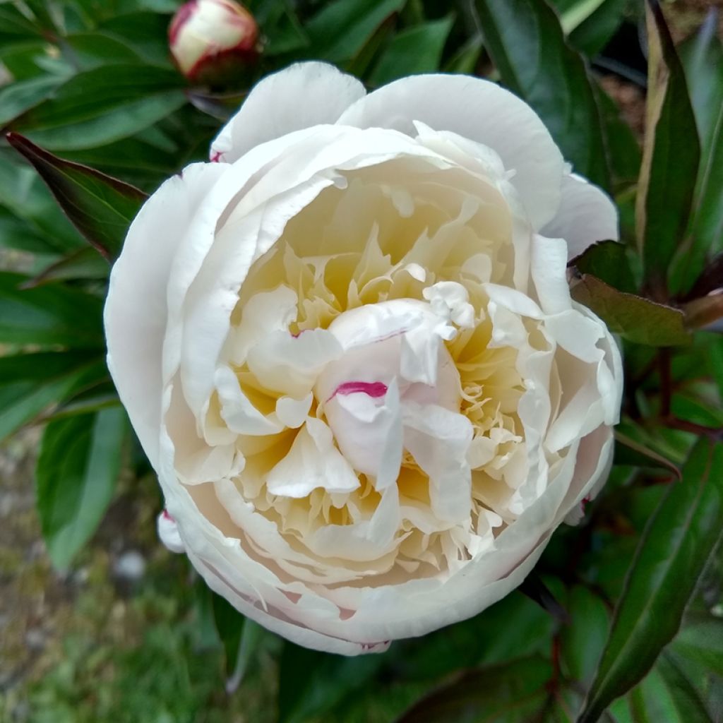 Paeonia lactiflora Shirley Temple