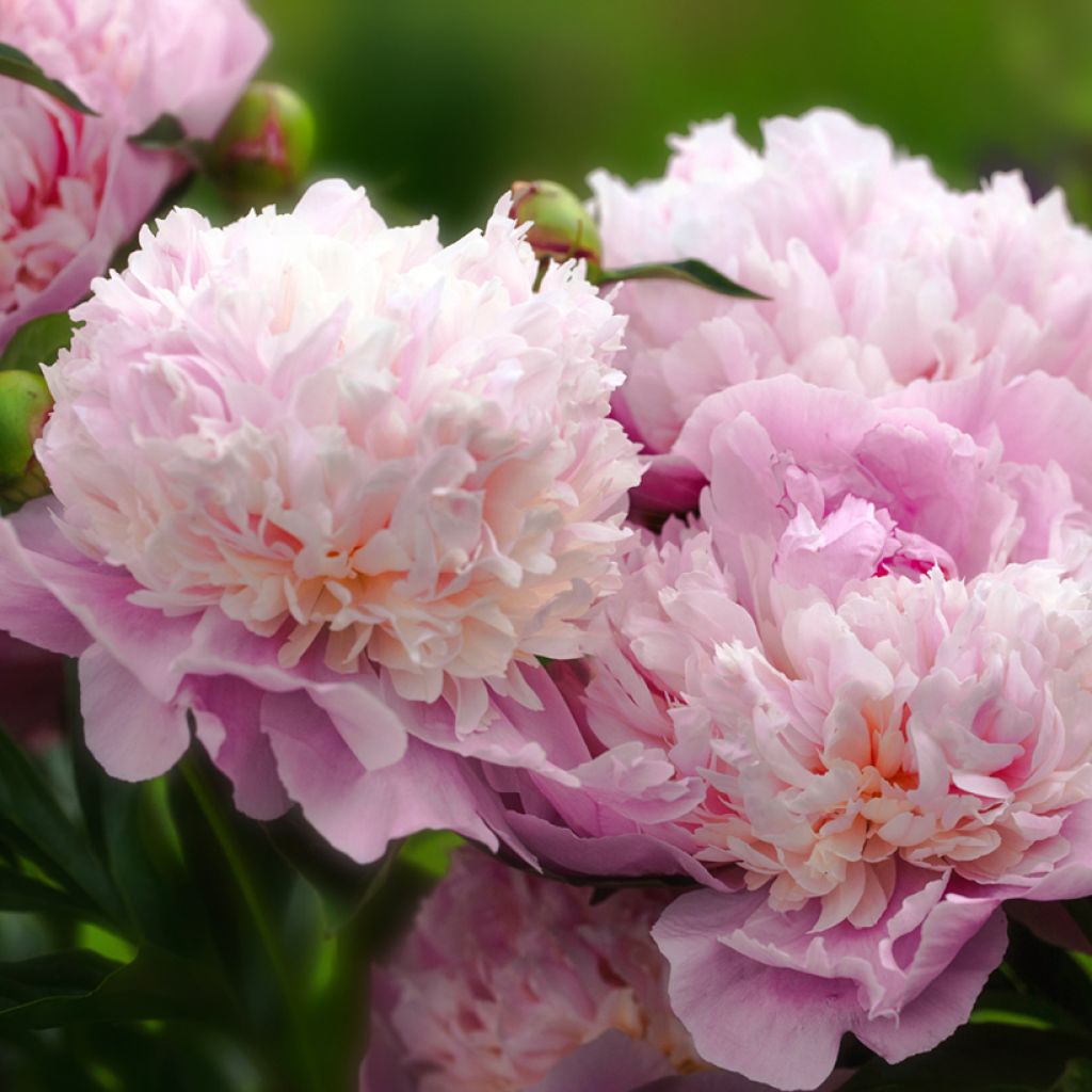 Paeonia lactiflora Sorbet