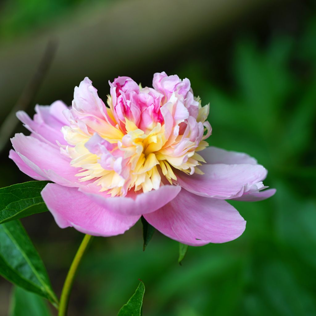 Paeonia lactiflora Sorbet