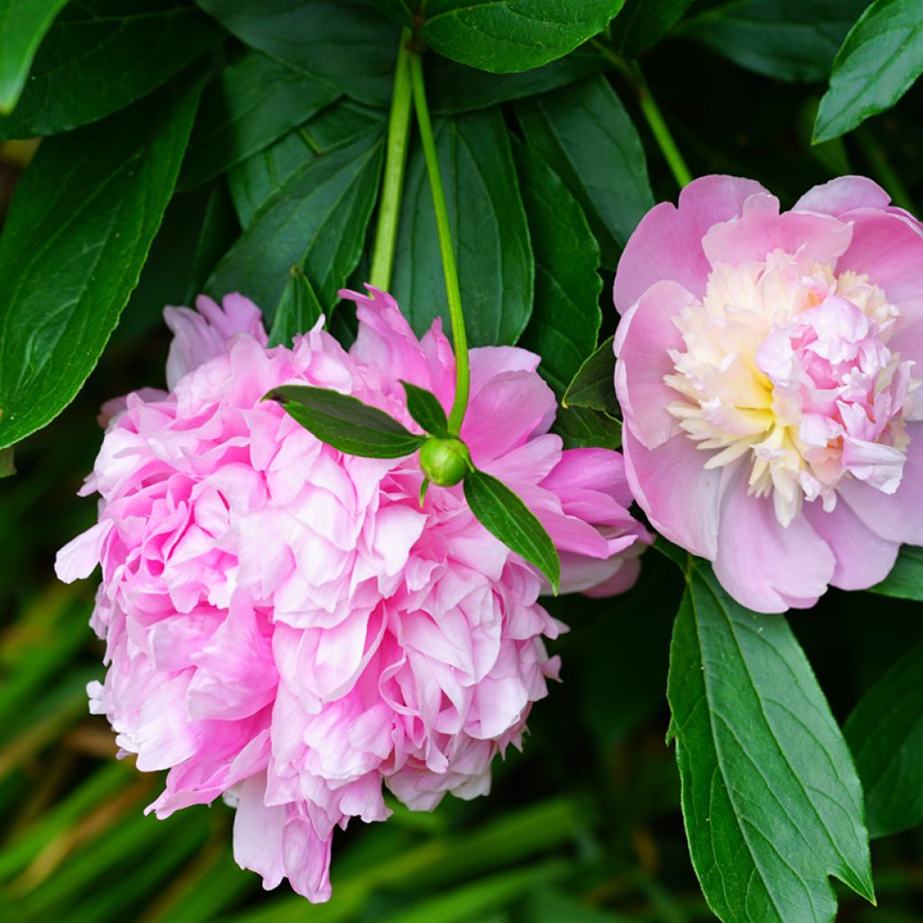 Paeonia lactiflora Sorbet