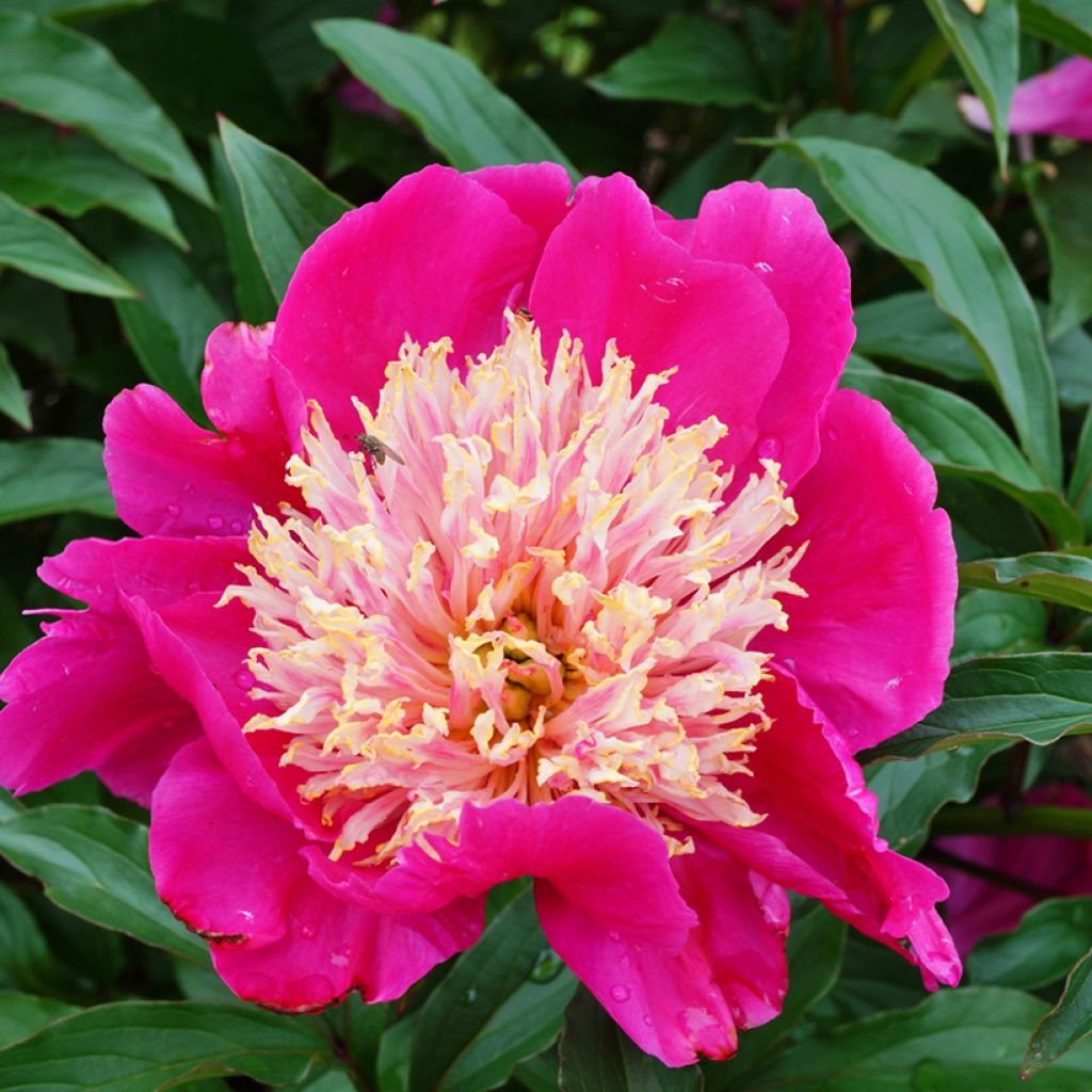 Paeonia lactiflora Tom Cat