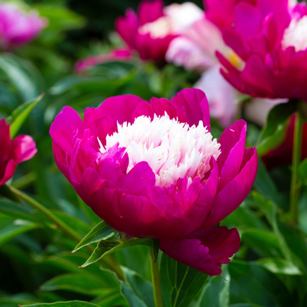 Paeonia lactiflora Tom Cat