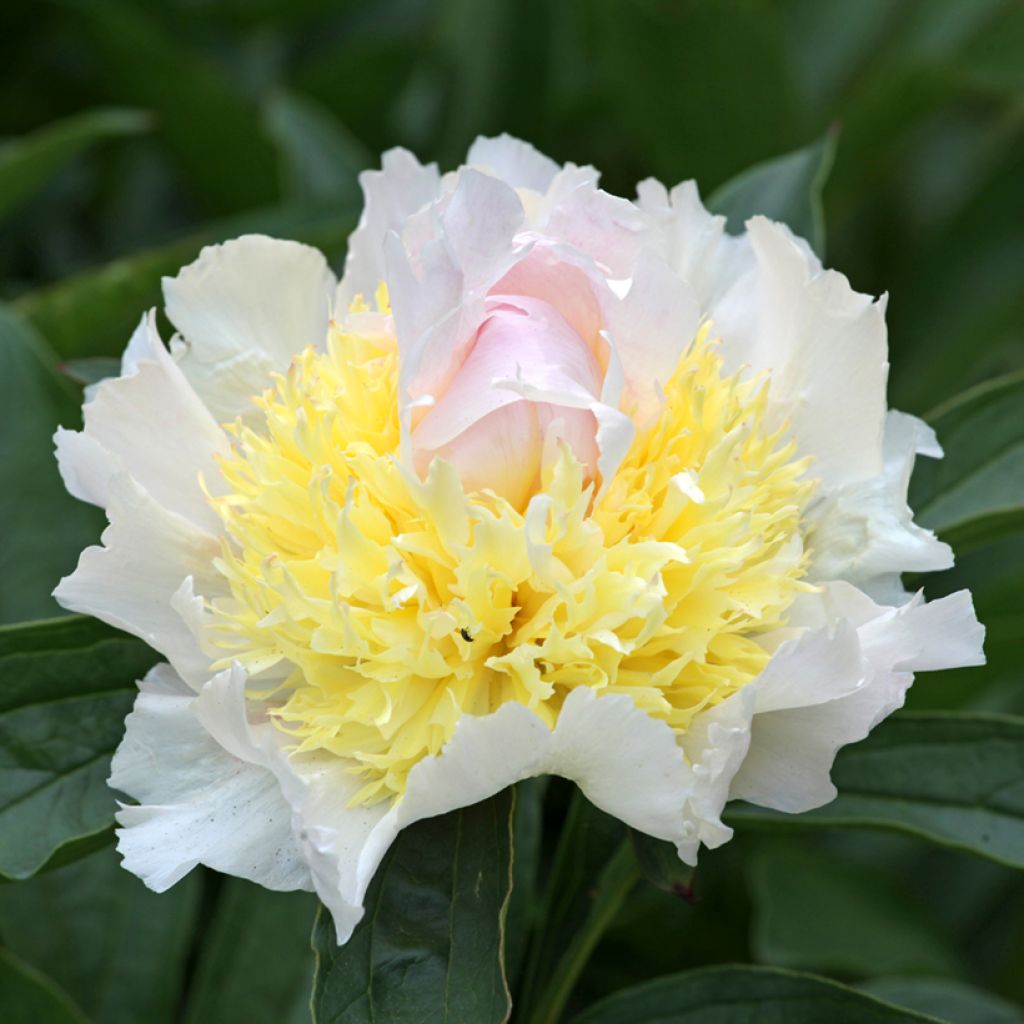 Paeonia lactiflora Top Brass