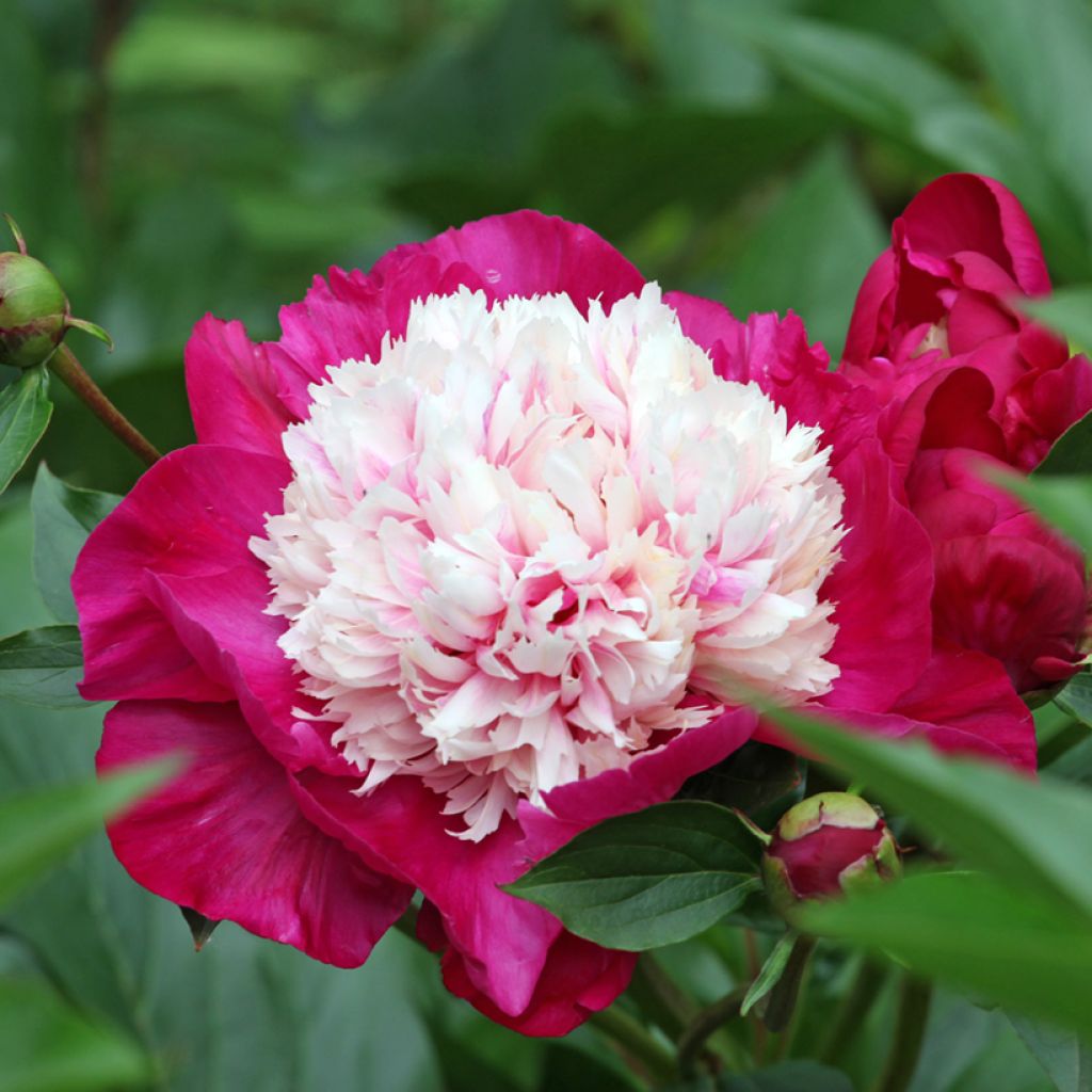 Paeonia lactiflora White Cap - Garden Peony