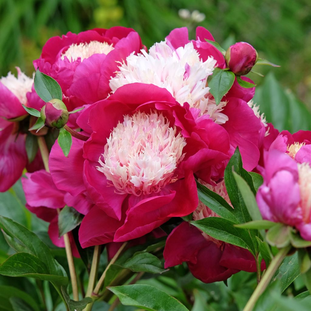 Paeonia lactiflora White Cap - Garden Peony