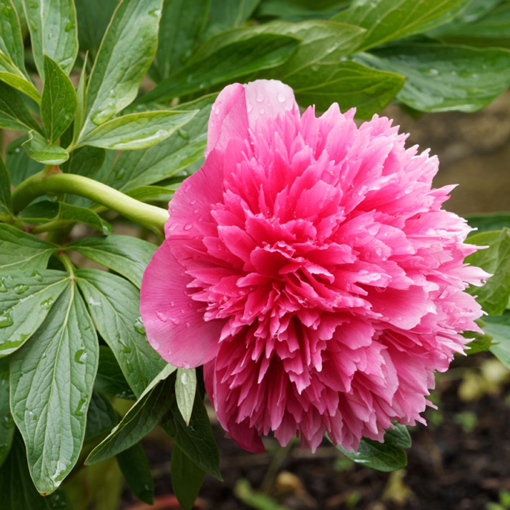 Paeonia officinalis Rosea Plena