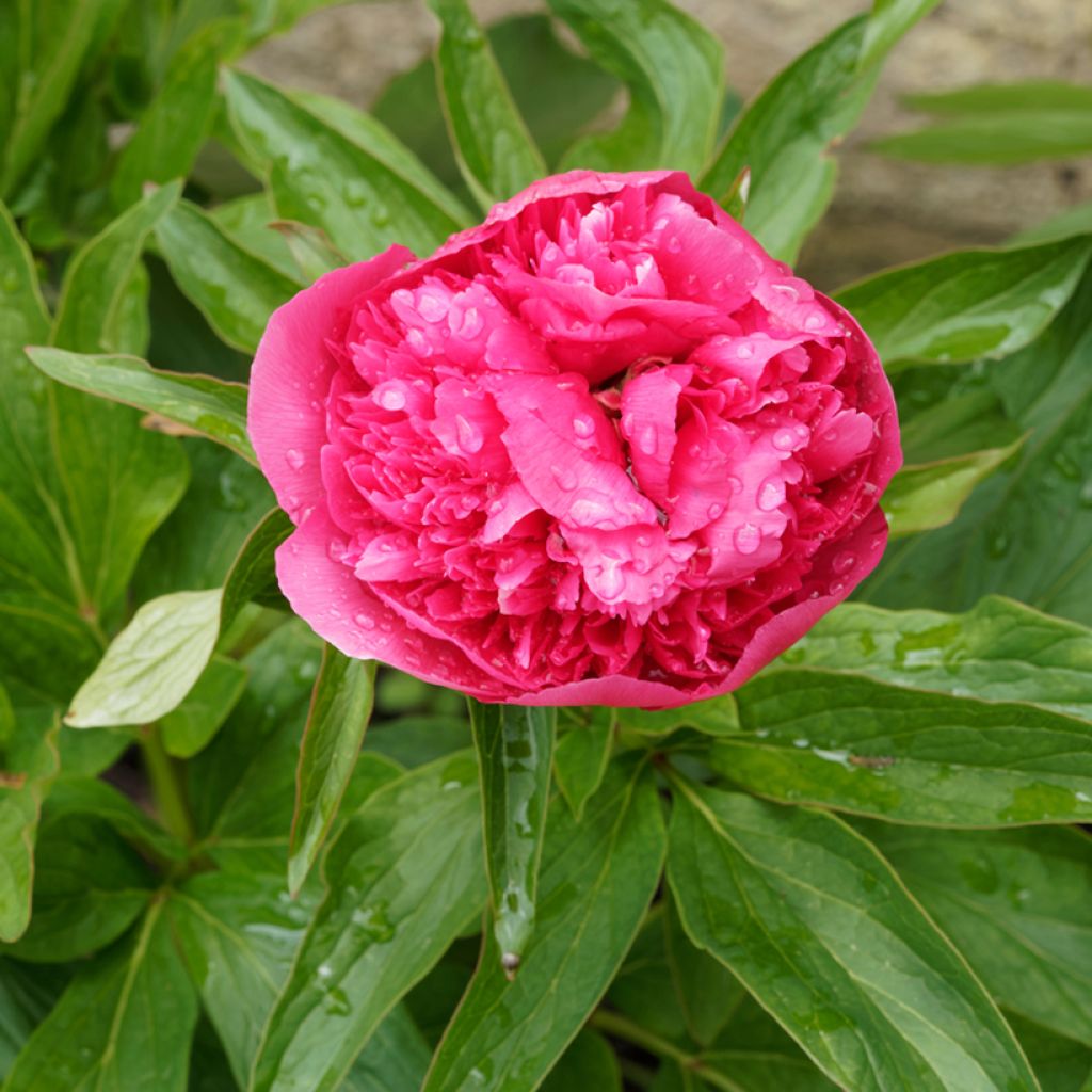 Paeonia officinalis Rosea Plena