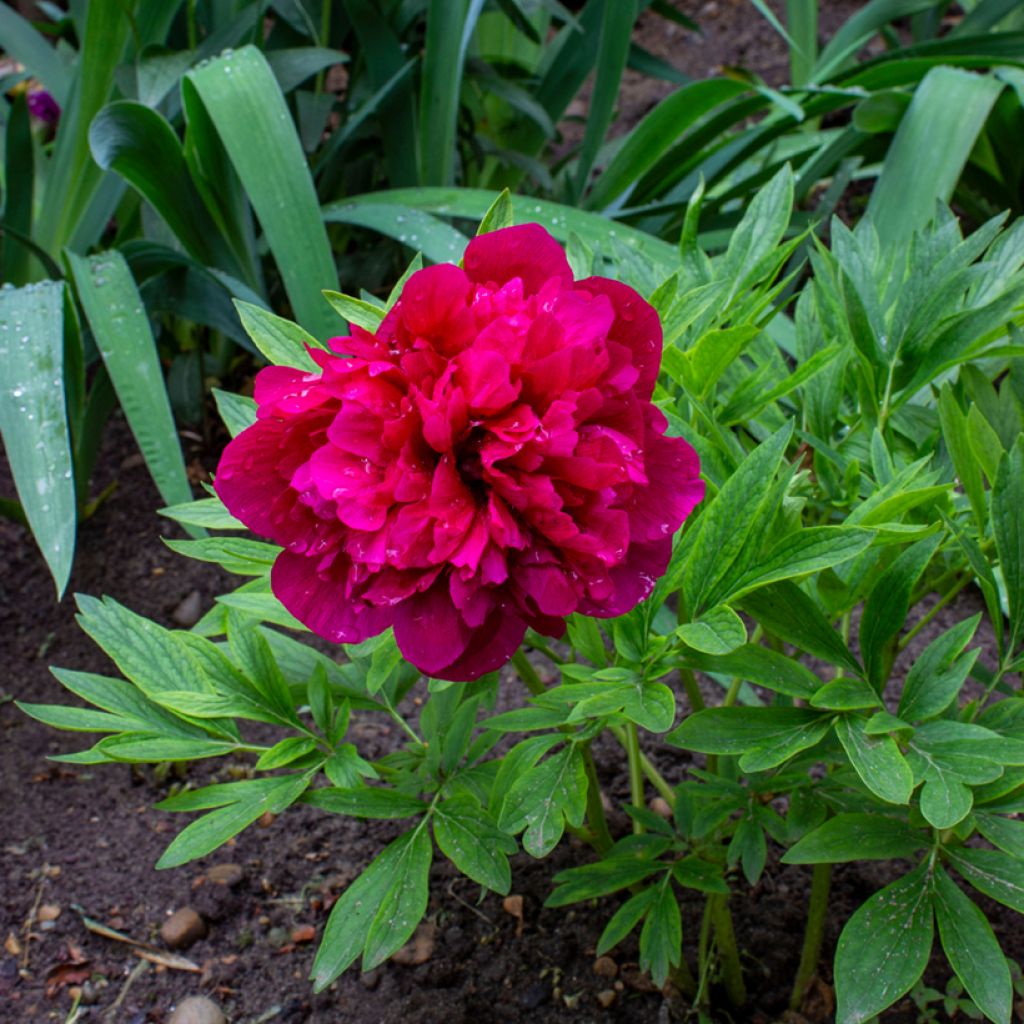 Paeonia officinalis Rubra Plena