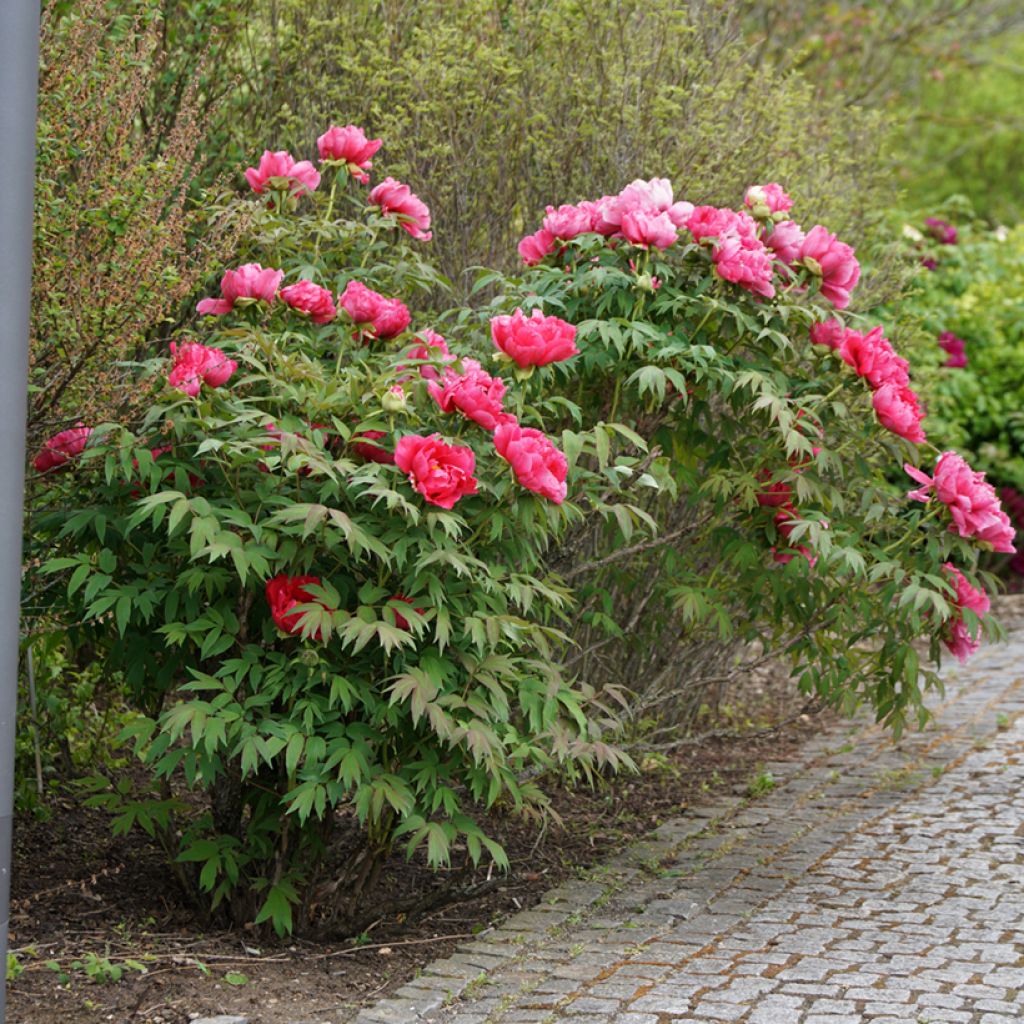 Paeonia officinalis Rubra Plena