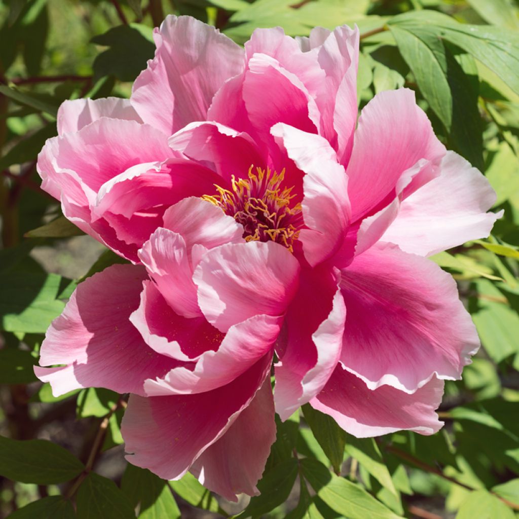 Paeonia suffruticosa Pink - Tree Peony