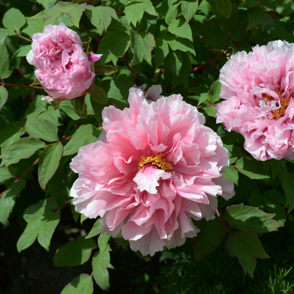 Paeonia suffruticosa Pink - Tree Peony