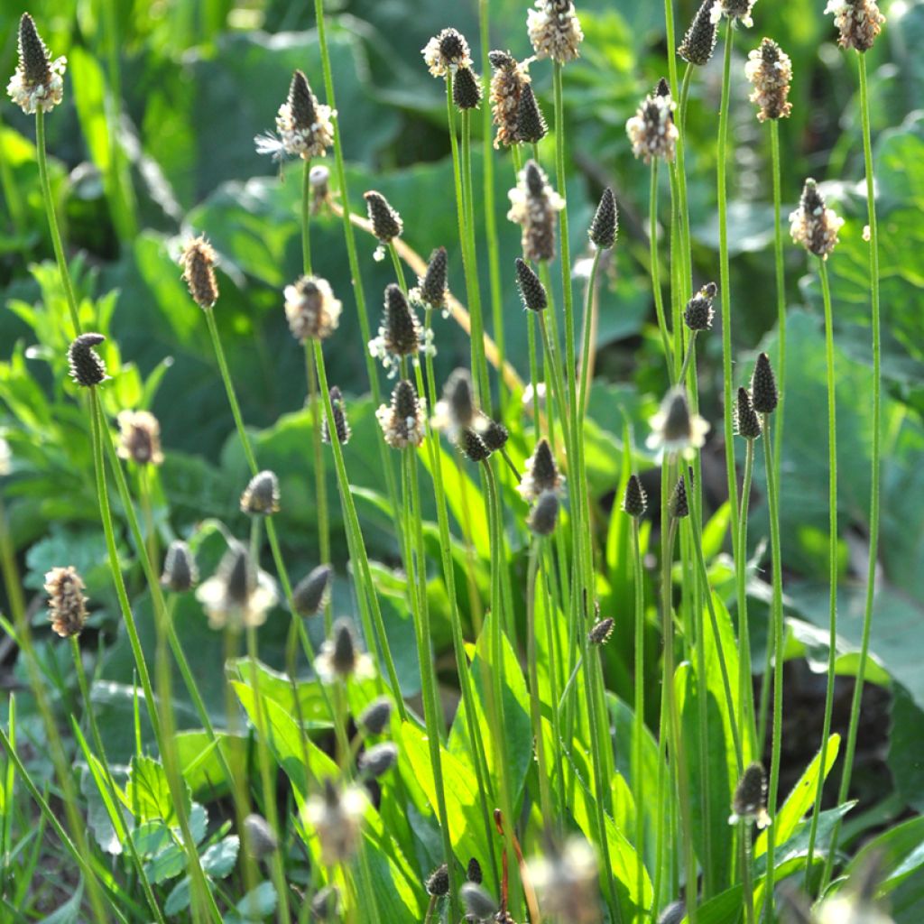 Ribwort Plantain organic seeds - Plantago lanceolata