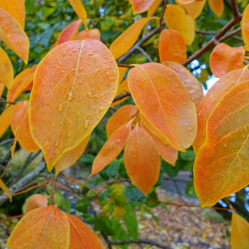 Diospyros kaki Nikita’s Gift - Persimmon