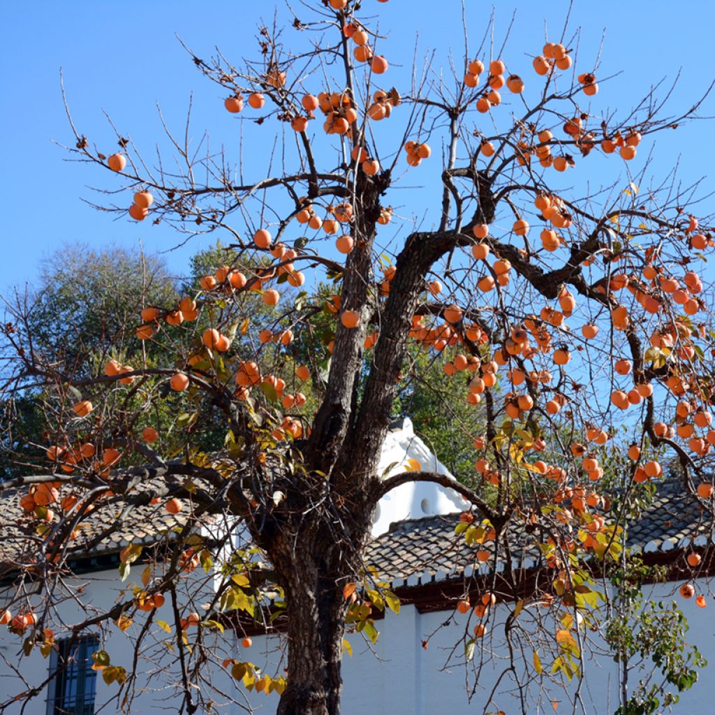 Diospyros kaki Korea - Persimmon