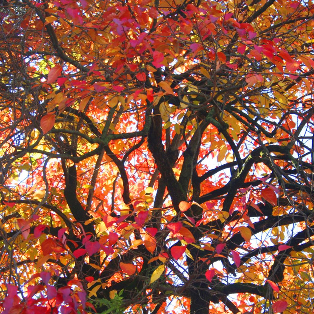 Diospyros kaki Korea - Persimmon