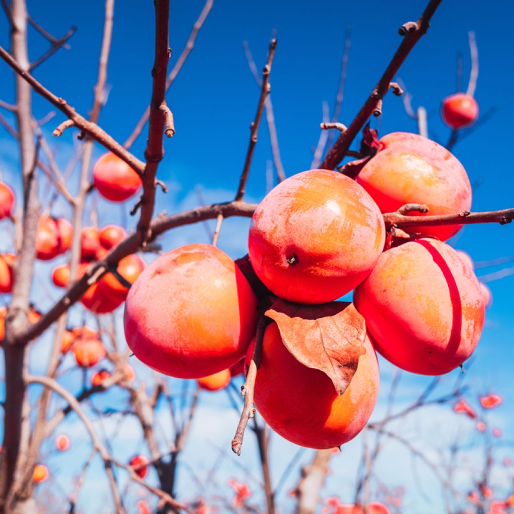 Diospyros kaki Korea - Persimmon