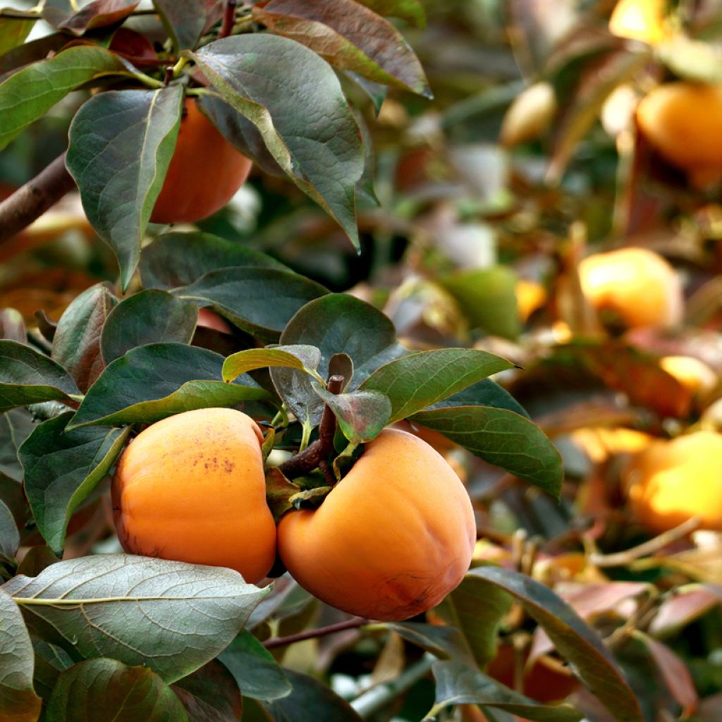 Diospyros kaki Ragno - Persimmon