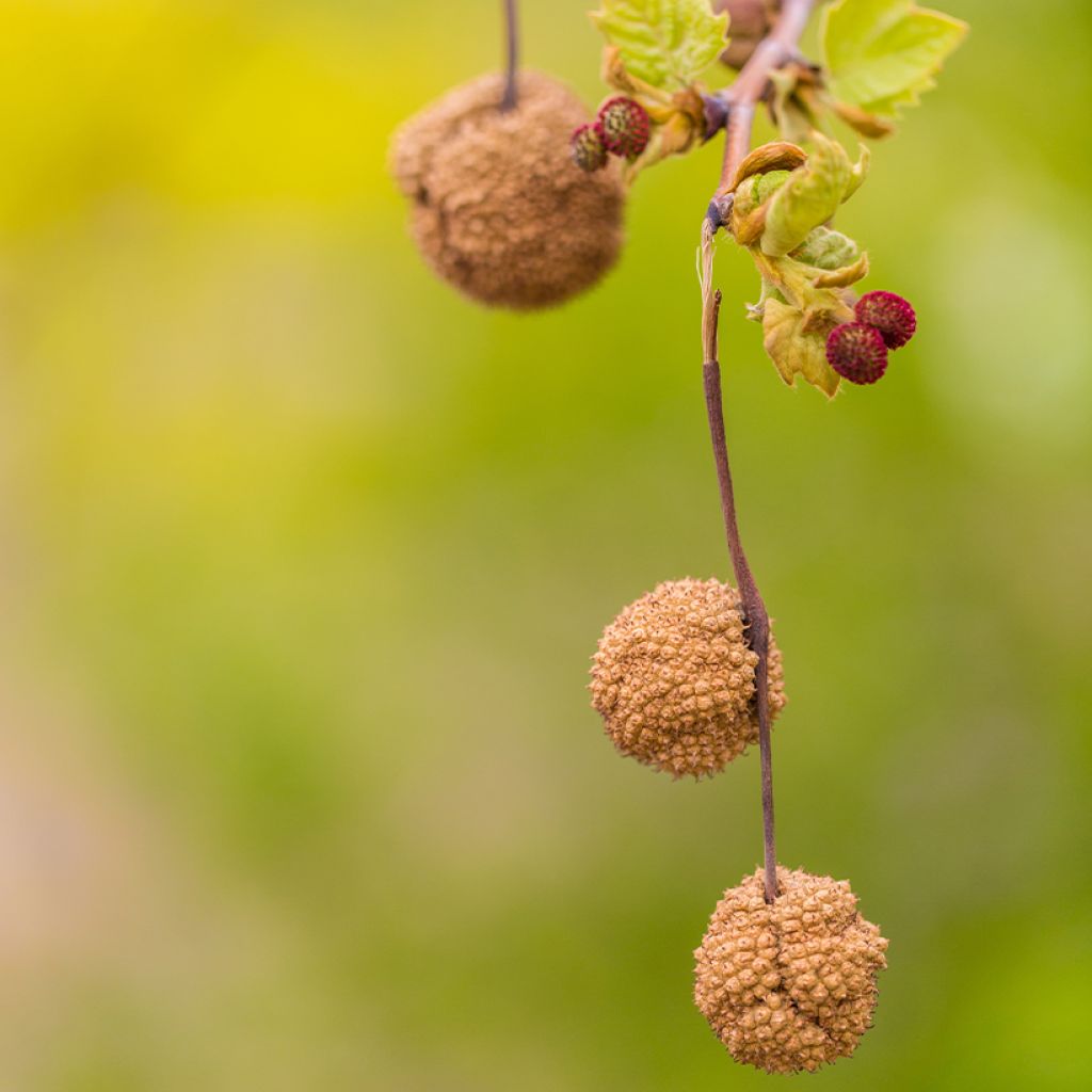 Platanus acerifolia - Platane commun, à feuilles d'érable