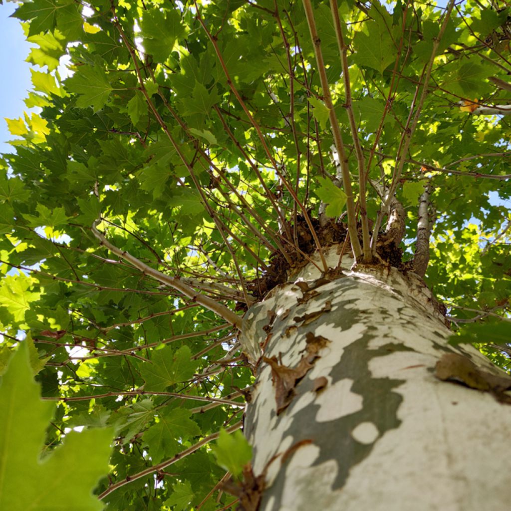 Platanus x hispanica Malburg - Platane 