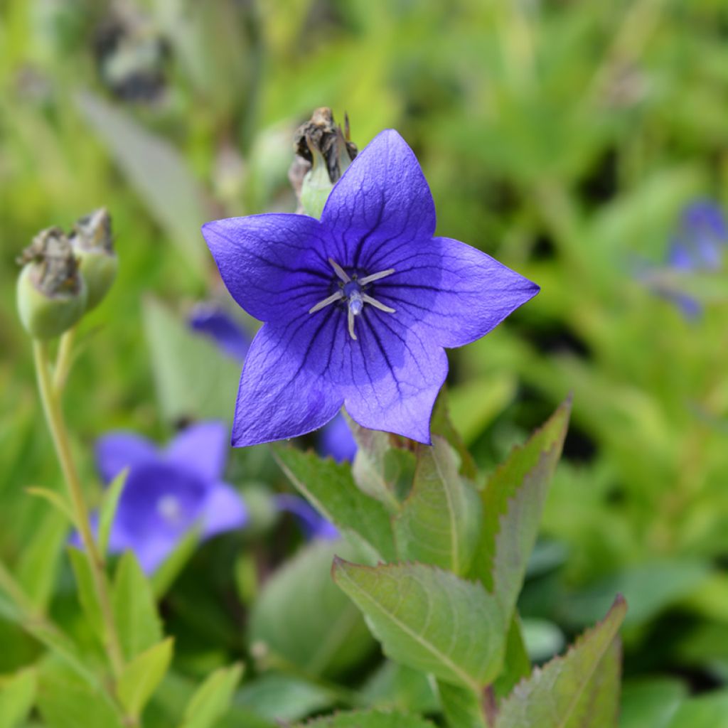 Platycodon grandiflorus Mariesii