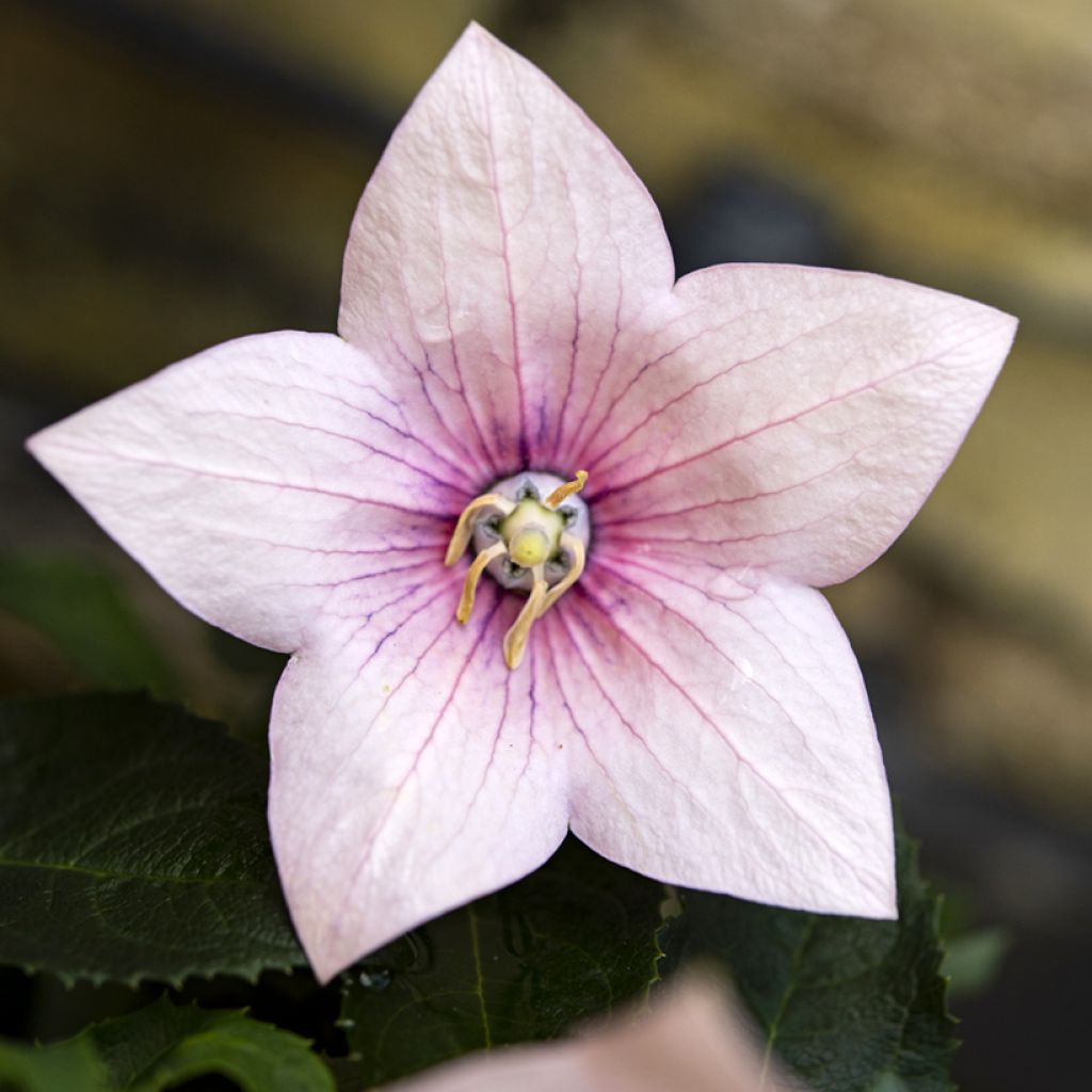 Platycodon grandiflorus Perimutterschale