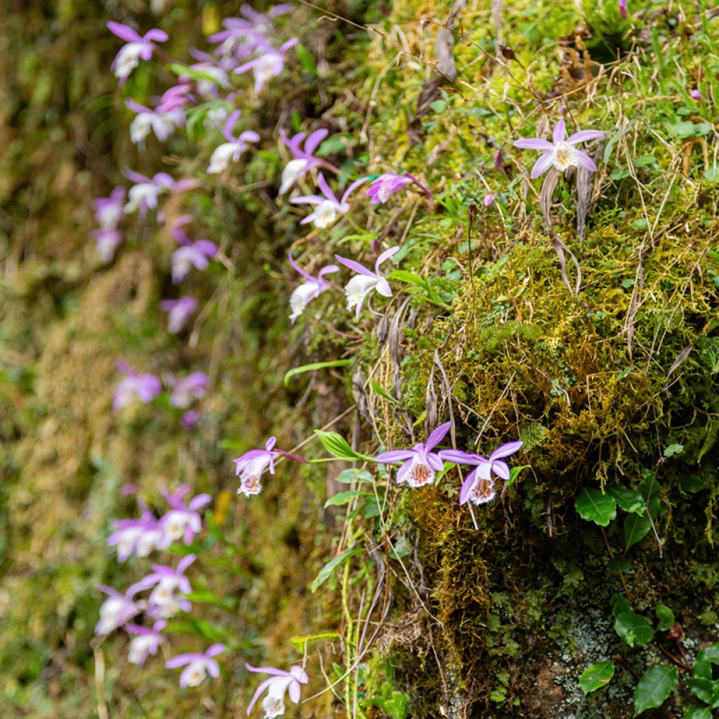 Pleione formosana - Formosan Pleione - Terrestrial Orchid