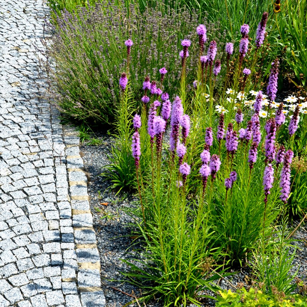 Liatris spicata Kobold - Dense Blazing star