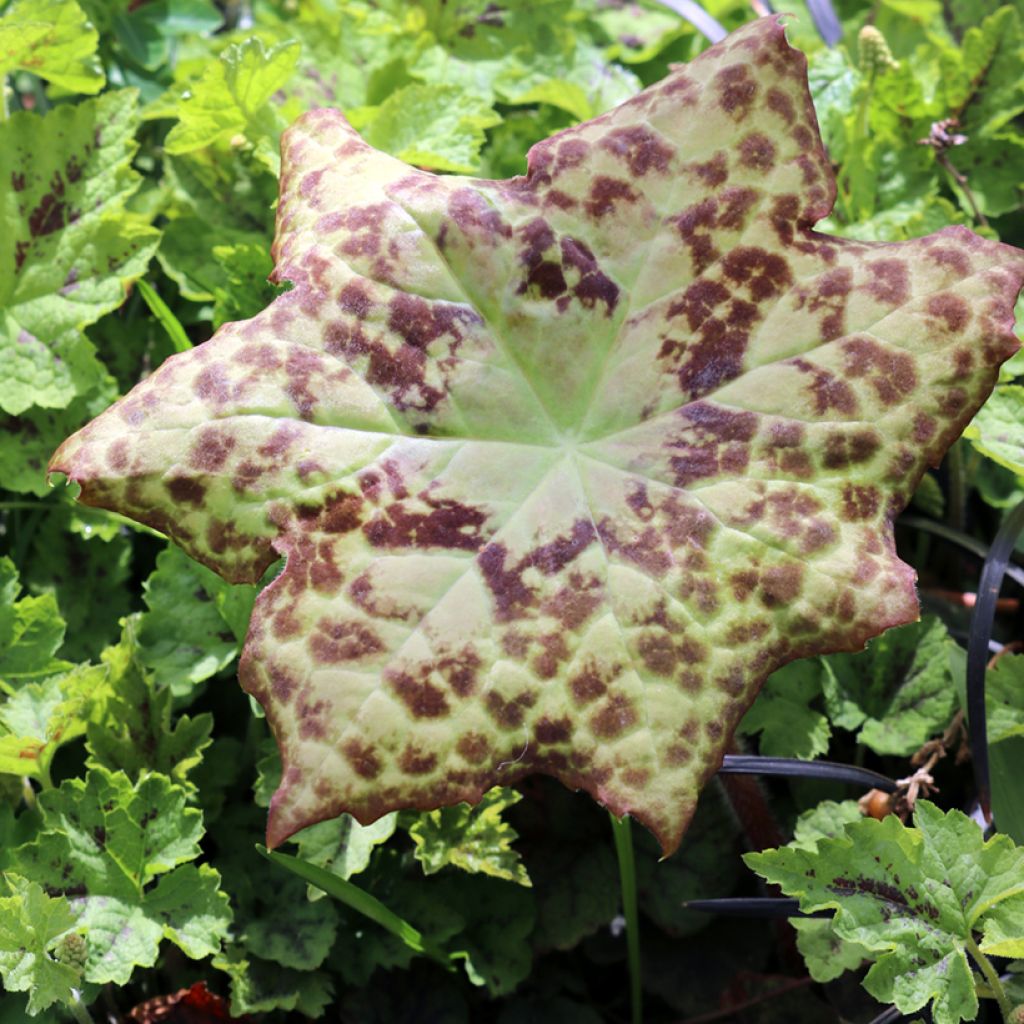 Podophyllum Spotty Dotty