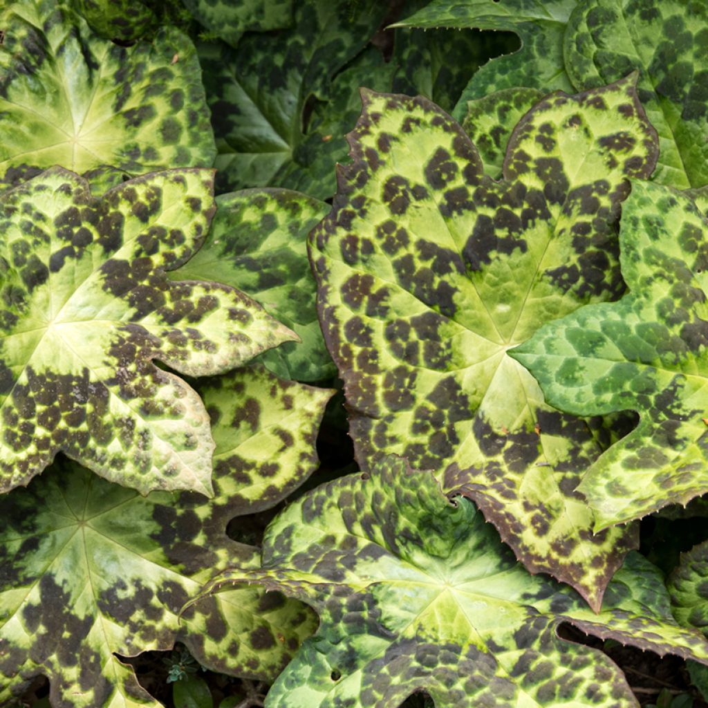 Podophyllum Spotty Dotty