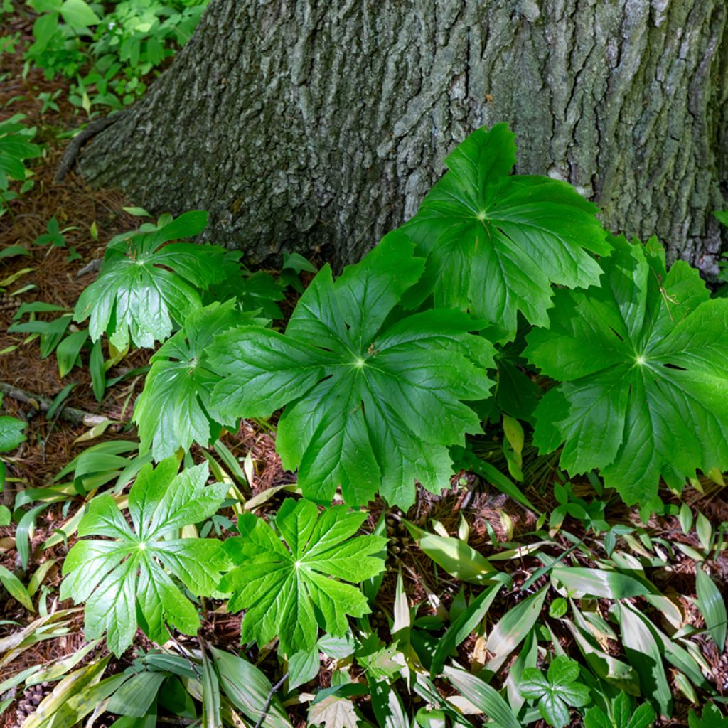 Podophyllum peltatum