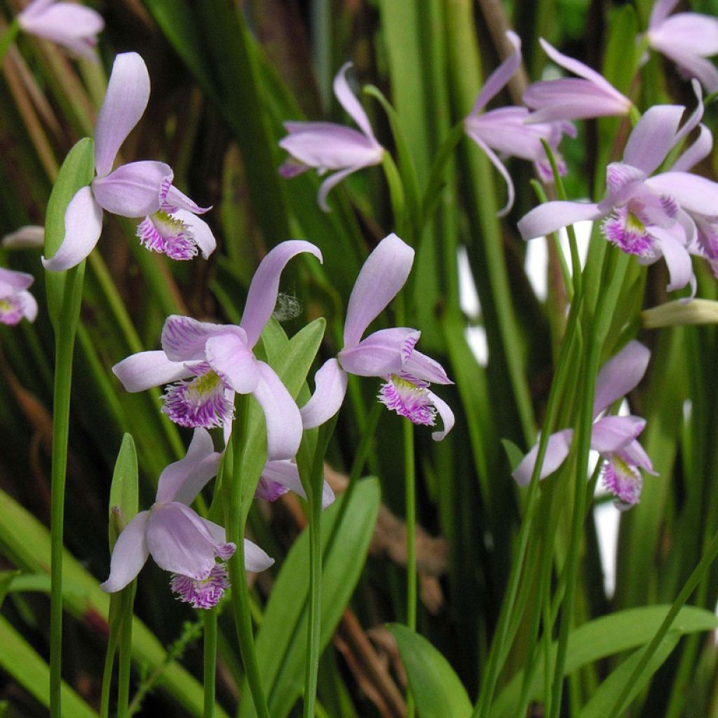 Pogonia ophioglossoides 