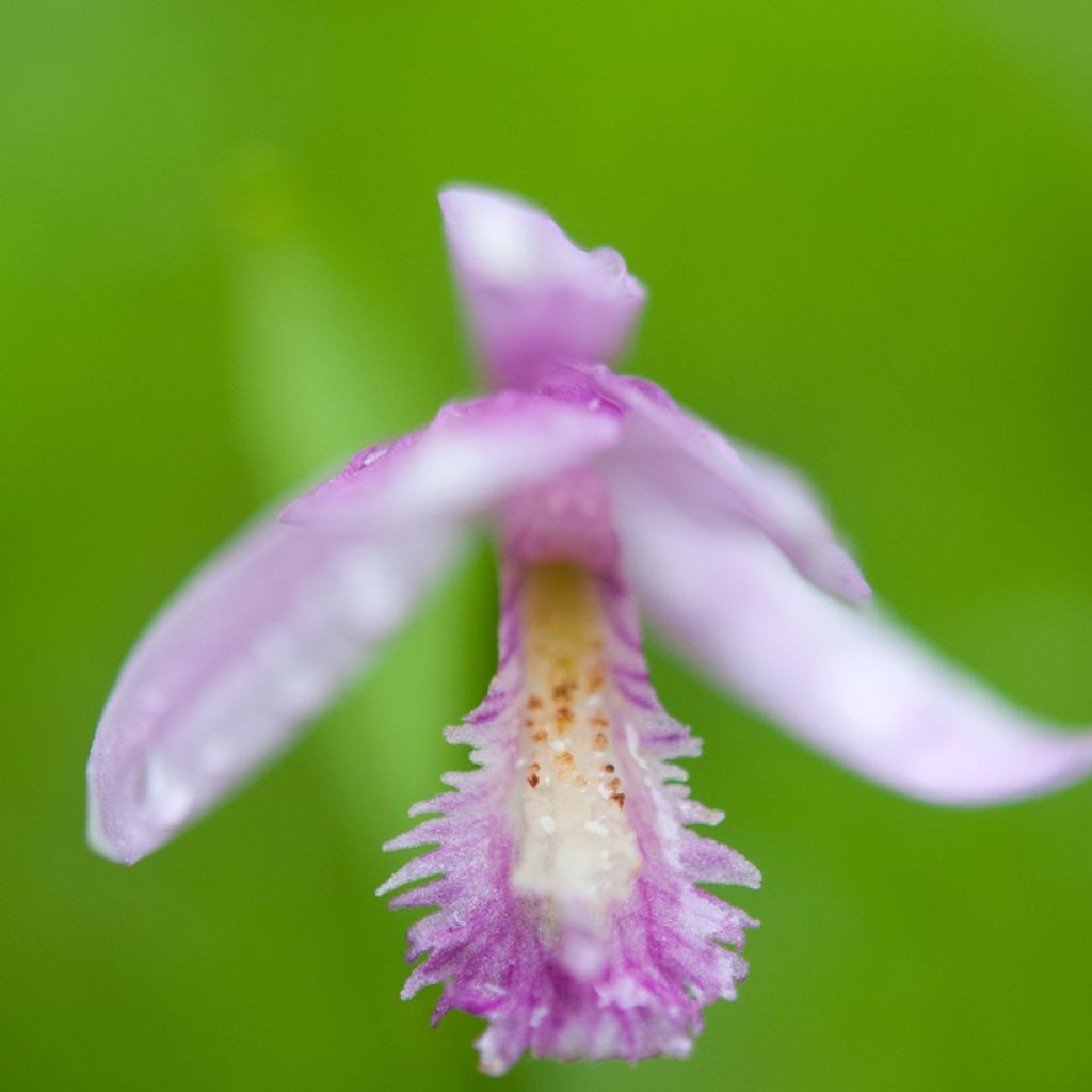 Pogonia ophioglossoides 