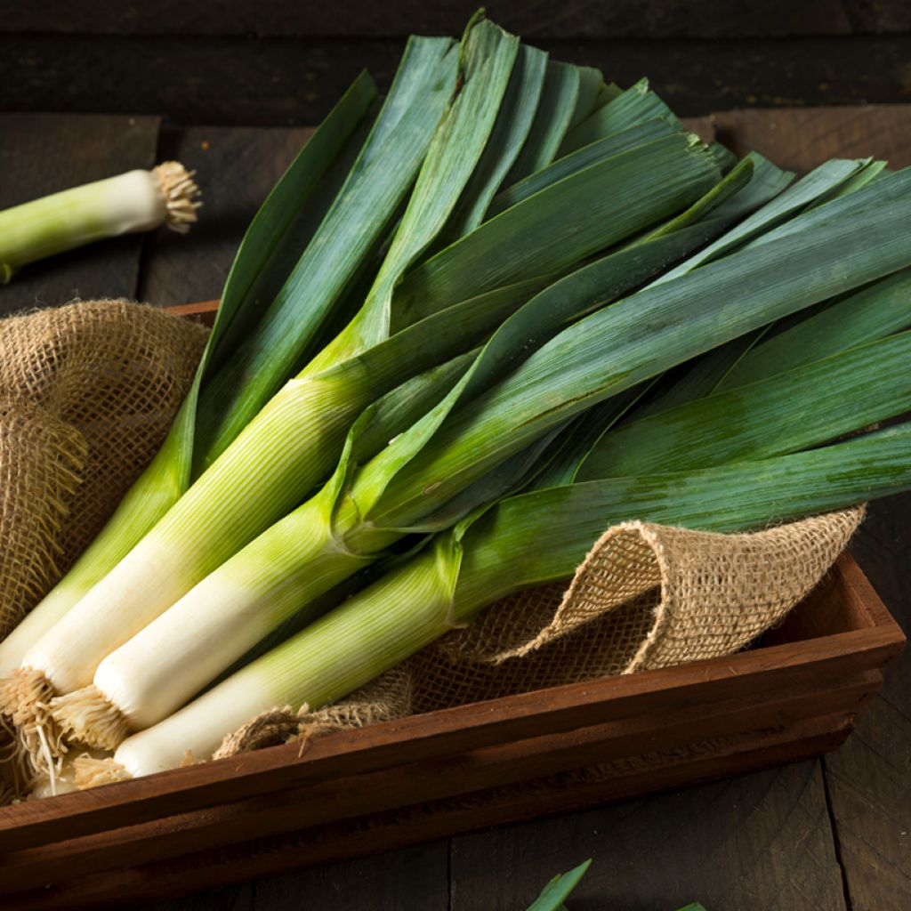 Allium porrum Giant Winter organic seeds - Leek