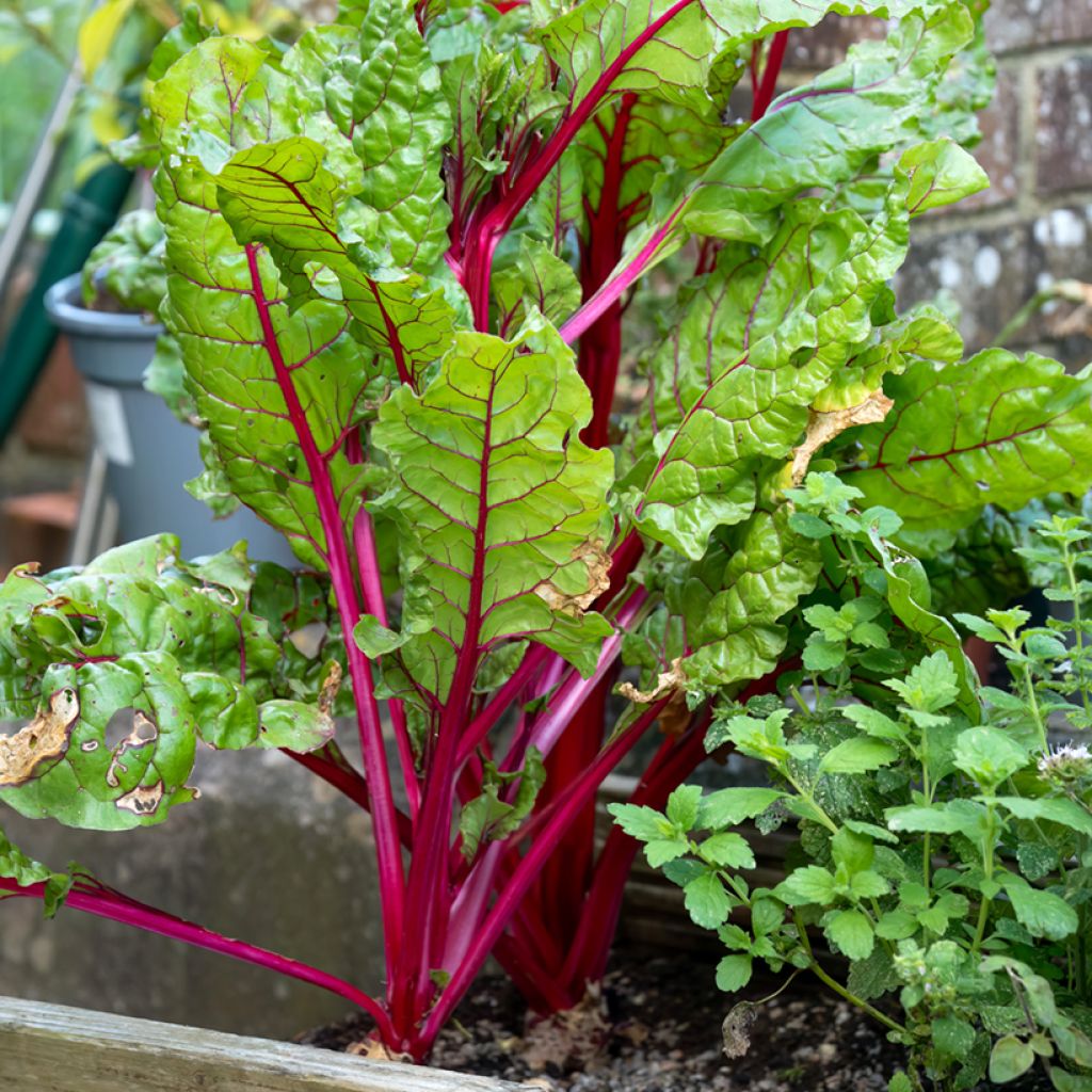 Beta vulgaris Rhubarb Chard seeds - Ruby chard, Swiss chard