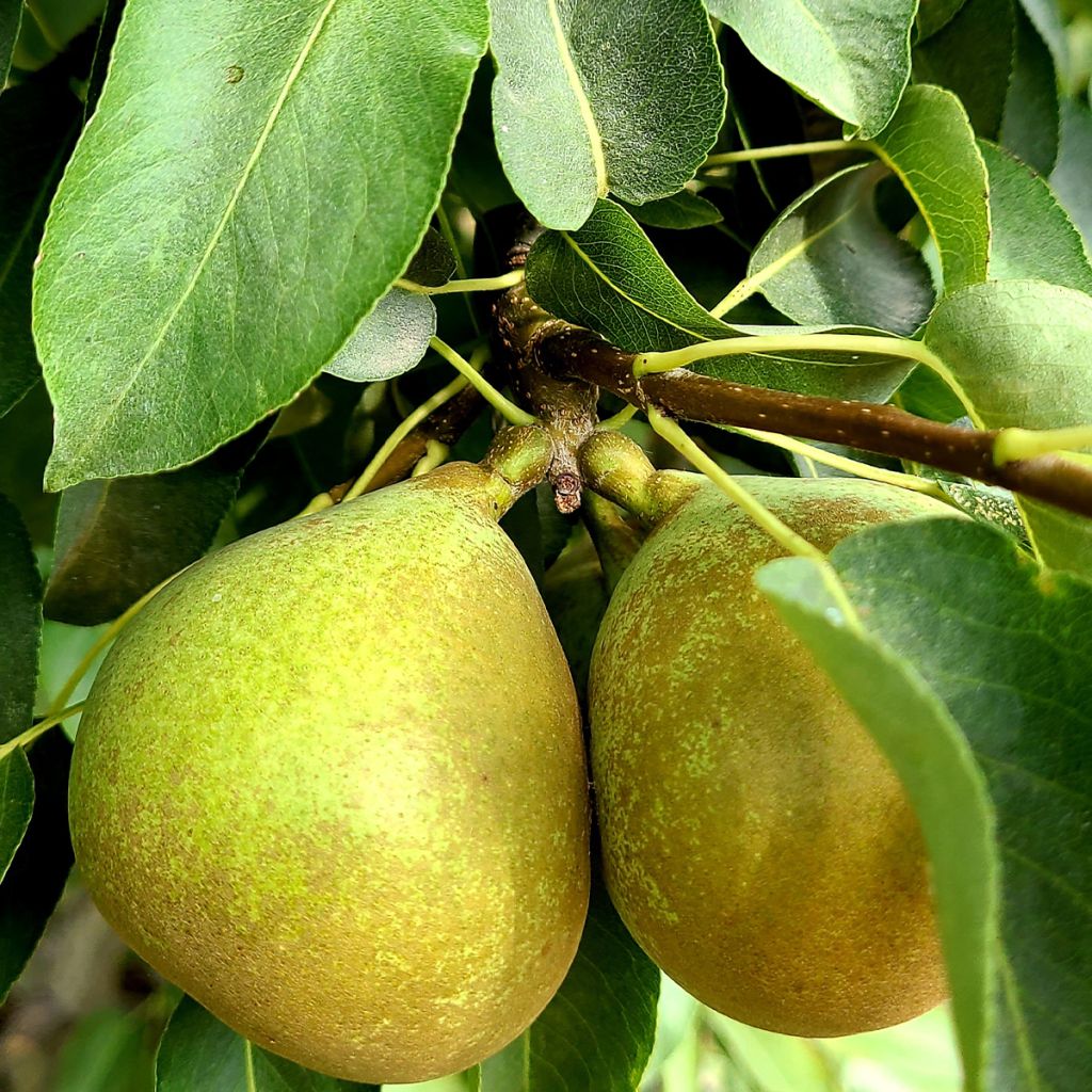 Pyrus communis Bergamote Esperen - Pear Tree